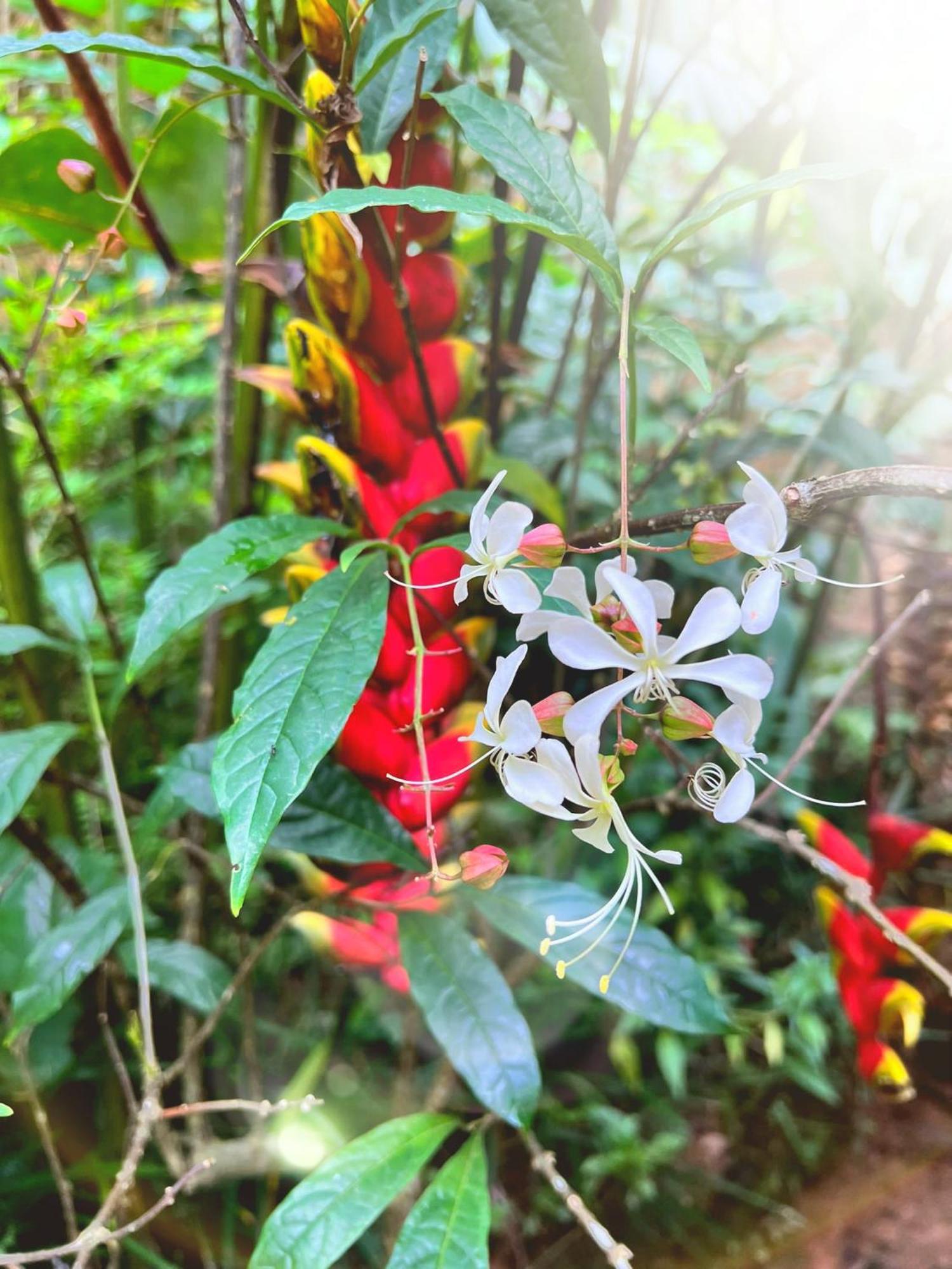 Ella Secret Paradise المظهر الخارجي الصورة