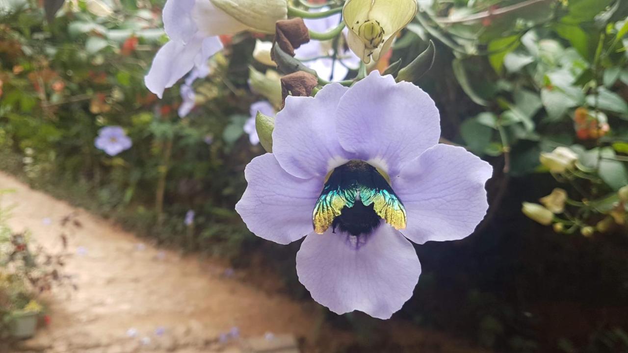 Ella Secret Paradise المظهر الخارجي الصورة